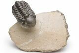 Bargain Reedops Trilobite Fossils - 2 1/2 to 3 1/2" - Photo 2